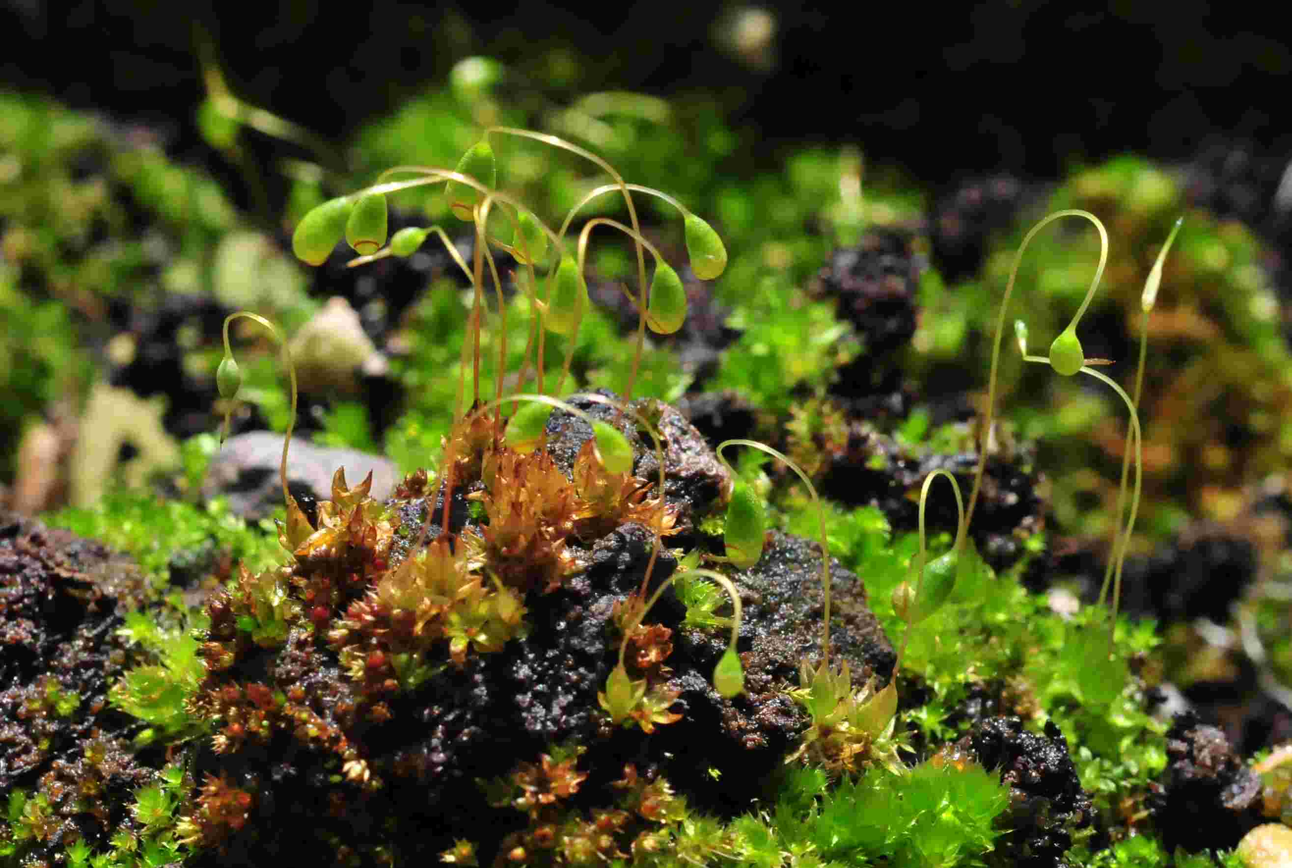 Bryum sp